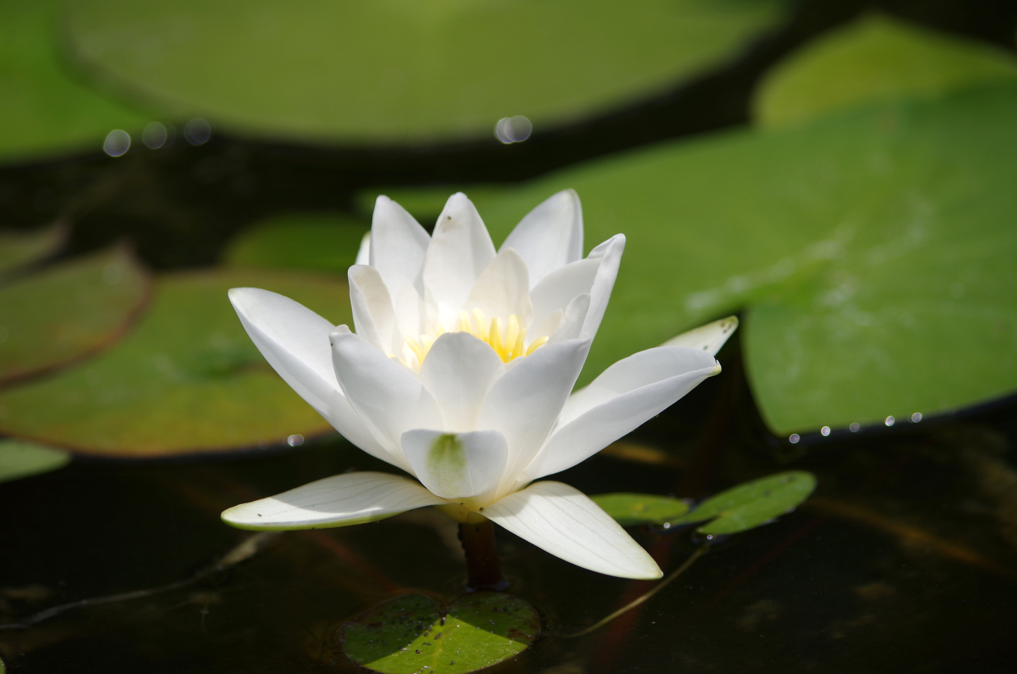 The Spiritual Lotus
